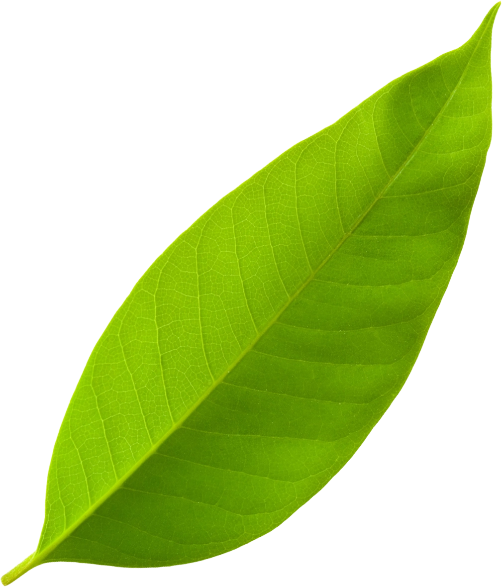 Decorative leaf illustration